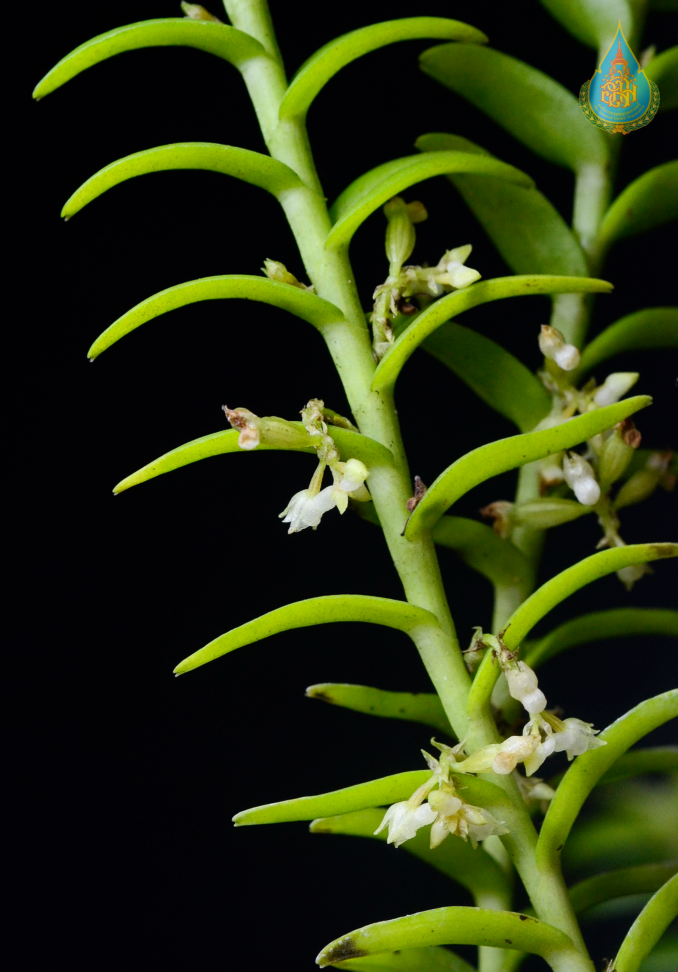 หางแมงเงาใหญ่ Appendicula hexandra (J.Koenig) J.J.Sm<br/>ORCHIDACEAE